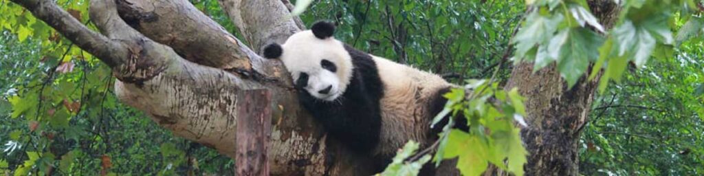 China Entre Pandas e Paisagens 2025 – Saídas Regulares.